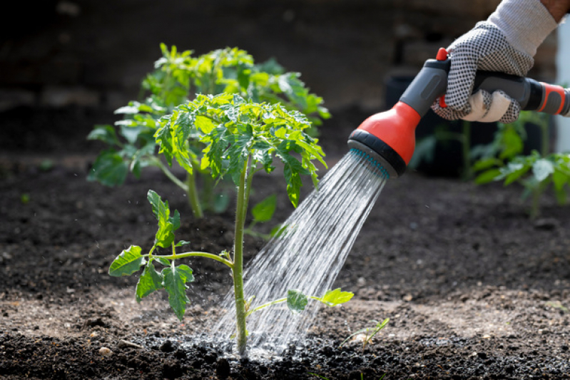 Empresa de Jardinagem e Paisagismo Telefone Mauá - Paisagismo e Jardinagem