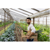 quanto custa manutenção de jardins em vasos Caieiras